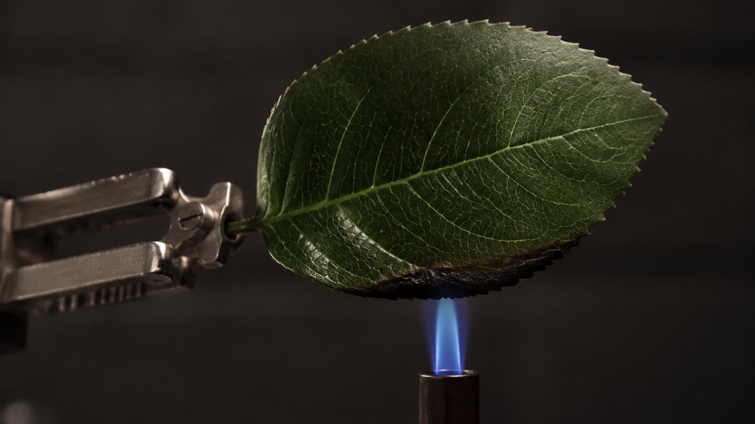 A dark green artificial leaf held in a steel laboratory clamp over a small blue burner flame, its lower edge blackened but not burning
